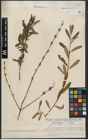 Foto von Salix purpurea L.